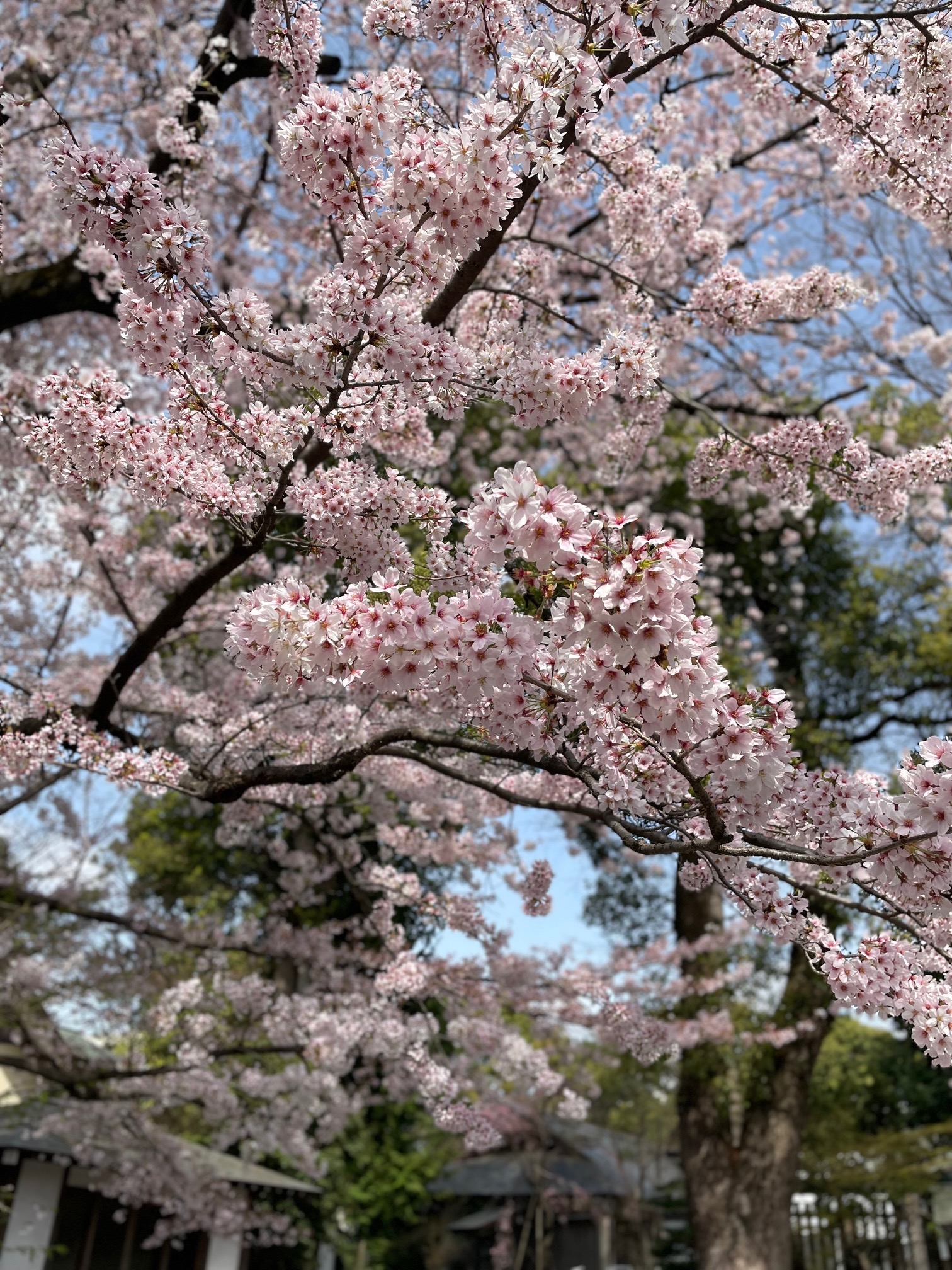 満開の桜